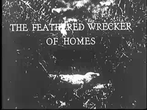 Title card: "THE FEATHERED WRECKER OF HOMES" over a bird in grass.