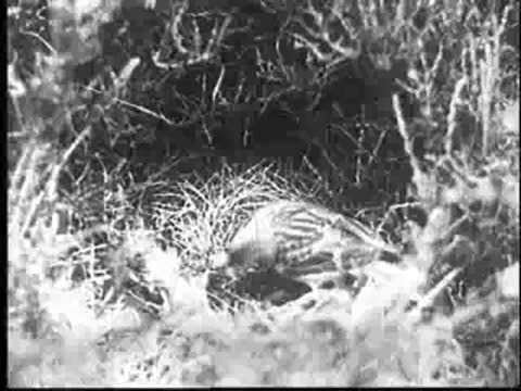 A young cuckoo in a nest, viewed from above.