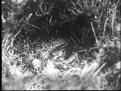 A young cuckoo in a nest, viewed from above.