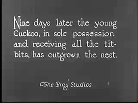 Intertitle about the young cuckoo outgrowing the nest.