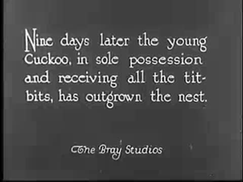 Intertitle about the young cuckoo outgrowing the nest.