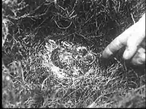 A hand touches the young cuckoo in its nest.