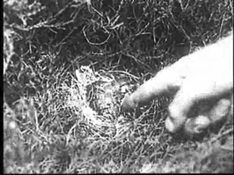 A hand points at the young cuckoo in its nest.