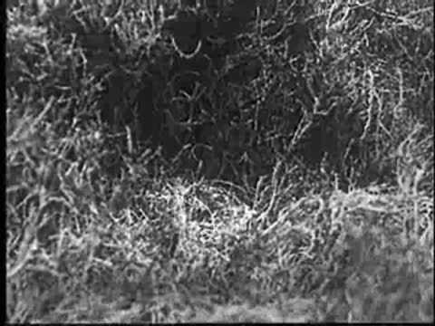 A nest in the grass with a young bird inside.