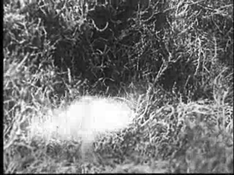 A small bird standing near the nest in the grass.