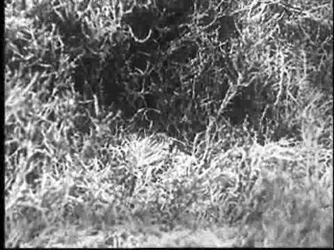 A small bird standing near the nest in the grass.