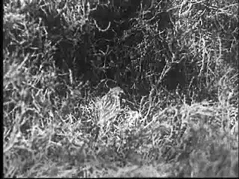 A small bird standing near the nest in the grass.