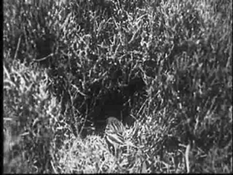 Small bird sitting on a nest in high grass.