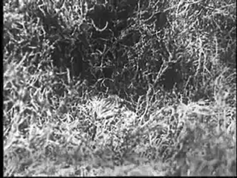 A small bird standing near the nest in the grass.