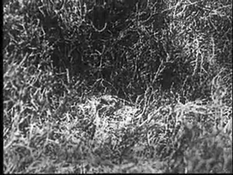 A small bird standing near the nest in the grass.