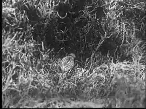 A small bird standing near the nest in the grass.