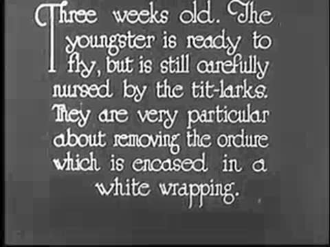 Intertitle about the young bird and the tit-larks.
