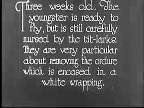 Intertitle about the young bird and the tit-larks.