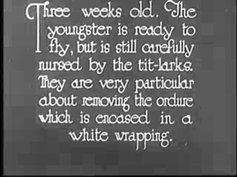 Intertitle about the young bird and the tit-larks.