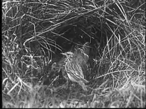 A small bird standing near the nest in the grass.