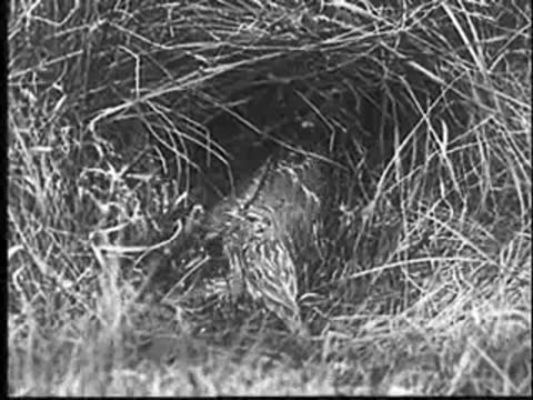 A bird in the nest removing waste from another bird.