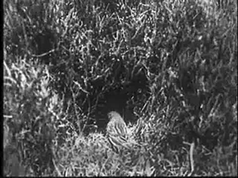 Small bird sitting on a nest in high grass, moving its head.