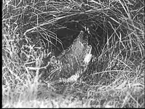 A bird in the nest removing waste from another bird.