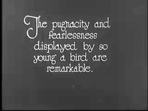 Title card: The pugnacity and fearlessness displayed by so young a bird are remarkable.