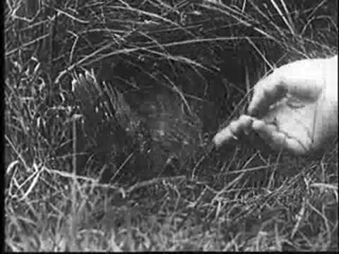 A hand teases a young bird in its grassy nest, causing it to react aggressively.