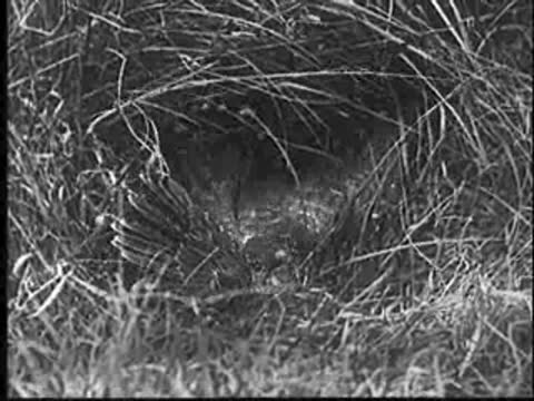 A young bird is visible in a grassy nest, moving slightly.