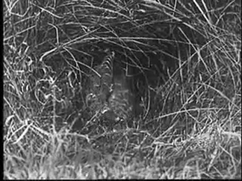 A young bird crouches inside a grassy nest.