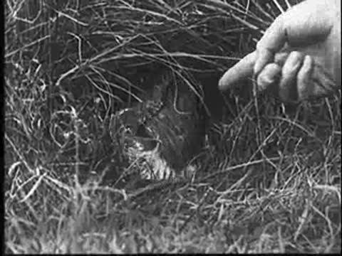 A hand teases a young bird in a nest, the bird snapping back.