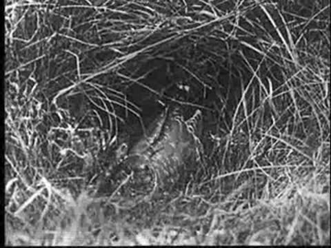 A young bird sits alertly inside a grassy nest.