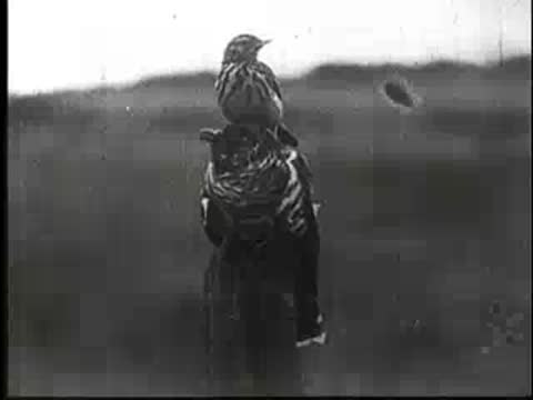A small bird perches on the back of a larger bird on a post.