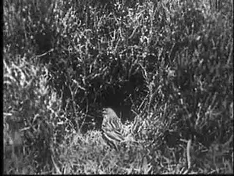Small bird sitting on a nest in high grass, looking around.