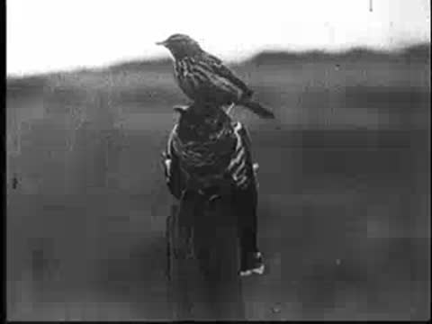 A bird perches on another bird atop a weathered wooden post.