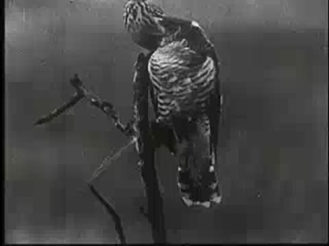 A bird turns its head while perched on a bare branch.