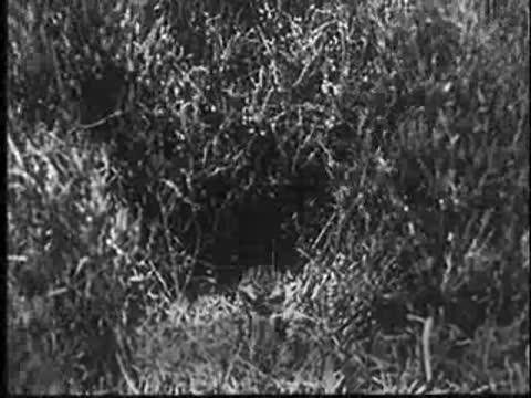 Small bird on nest in high grass as a white streak flashes above.