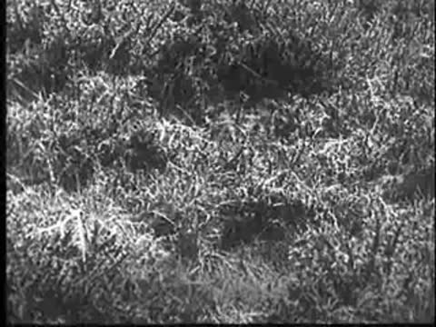 Grassy field with camouflage hide in the distance.