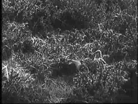 Cuckoo arrives and lands near a nest in brush