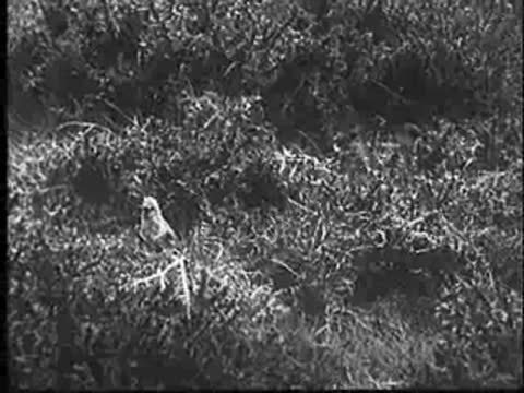 Cuckoo stands near a nest in the dense brush