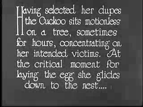 Intertitle text about cuckoo hunting victims before laying