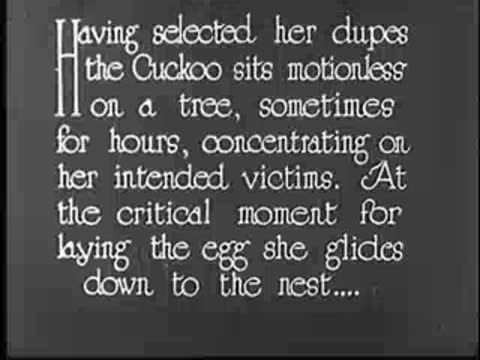 Intertitle text on cuckoo behavior and laying eggs