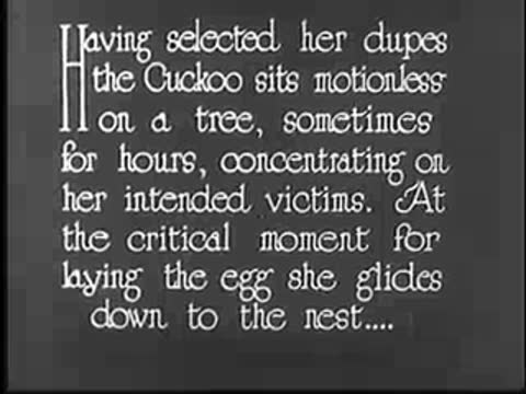 Intertitle text on cuckoo behavior and laying eggs