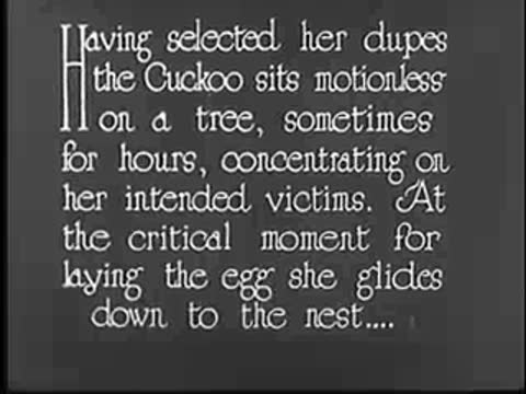 Intertitle text on cuckoo behavior and laying eggs