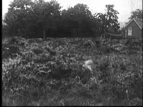 Cuckoo arrives and settles near a nest in the brush