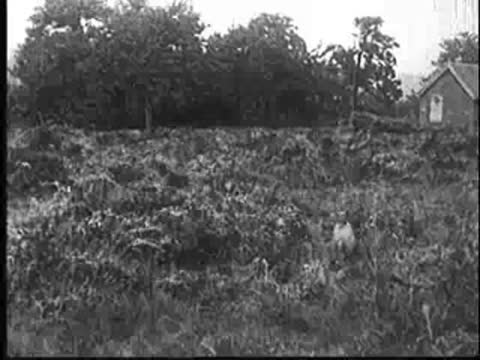 Cuckoo stands near a nest in grassy brushland