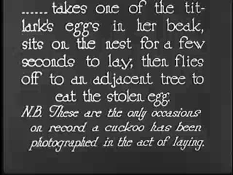 Intertitle text describing cuckoo taking titlark's egg