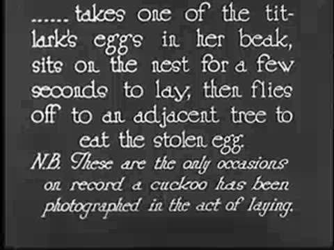 Intertitle text describing cuckoo taking titlark's egg