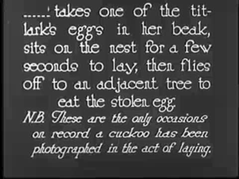 Intertitle text describing cuckoo taking titlark's egg