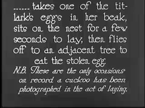 Intertitle text describing cuckoo taking titlark's egg