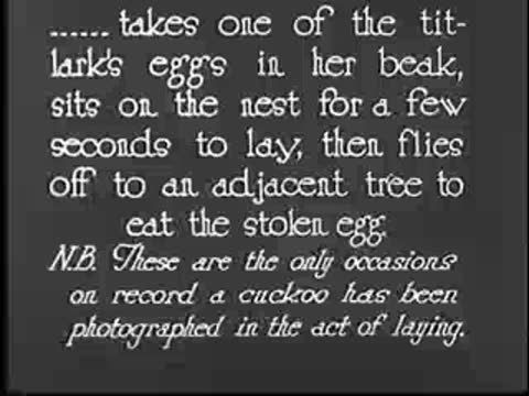 Intertitle text describing cuckoo taking titlark's egg