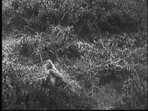 Cuckoo at the nest, removes an egg and flies away