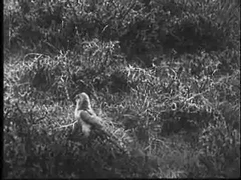 Cuckoo at the nest, handles an egg and takes off