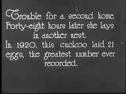Intertitle text about a cuckoo laying eggs in 1920